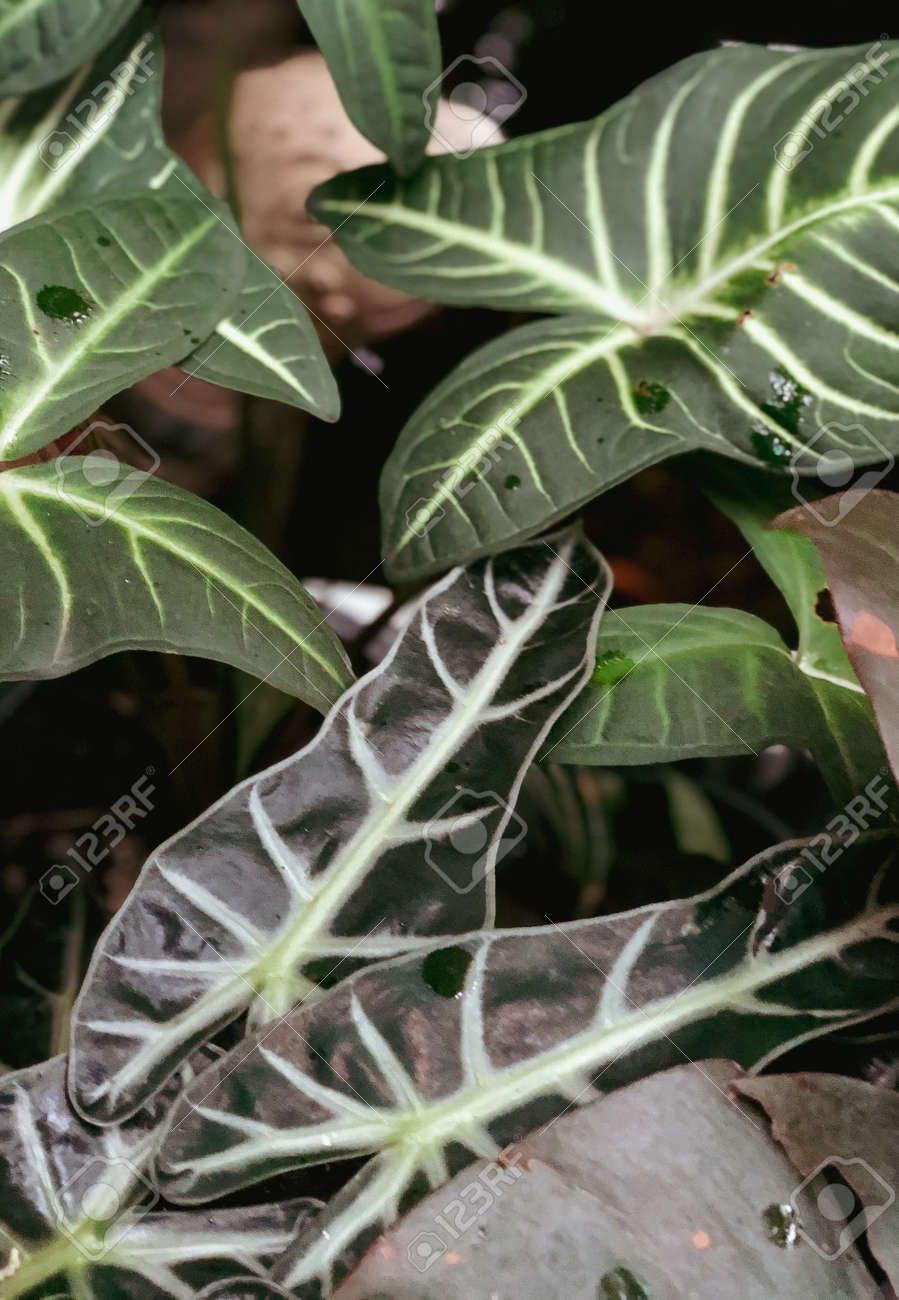 etiam-dictum-ipsum-a-felis