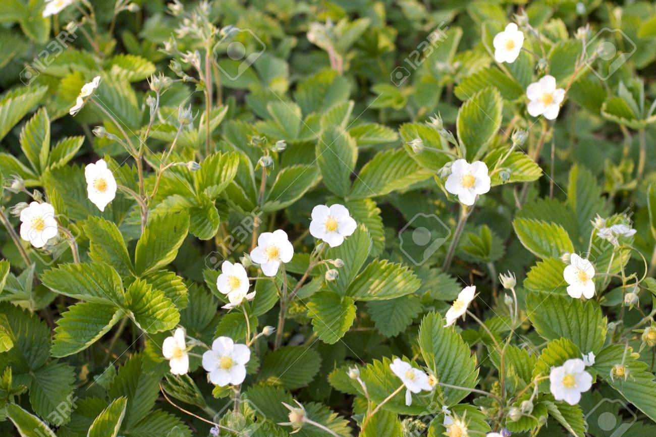 Teppich Der Erdbeere Pflanze Mit Weissen Bluten Lizenzfreie Fotos Bilder Und Stock Fotografie Image 12124436