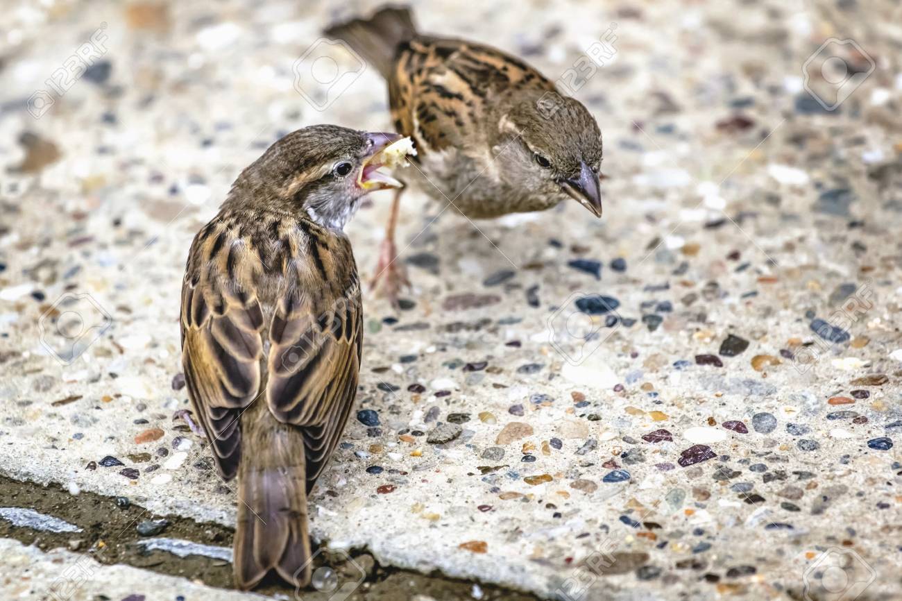 得るために Youngling くちばし黄色スズメ飼育親によっての写真 の写真素材 画像素材 Image