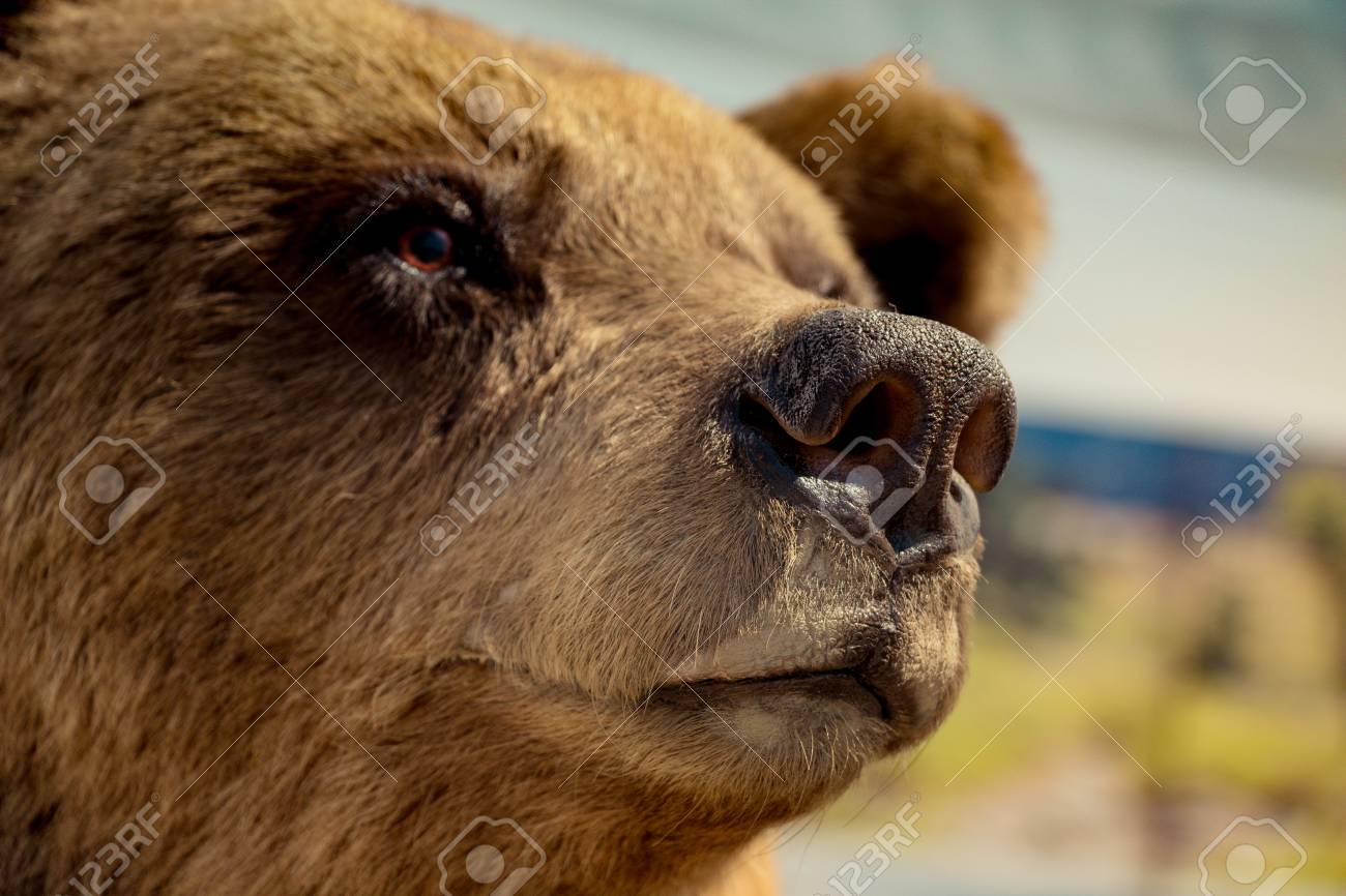 stuffed kodiak bear