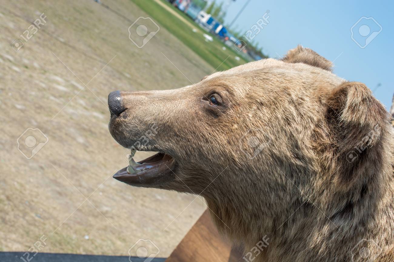 stuffed kodiak bear