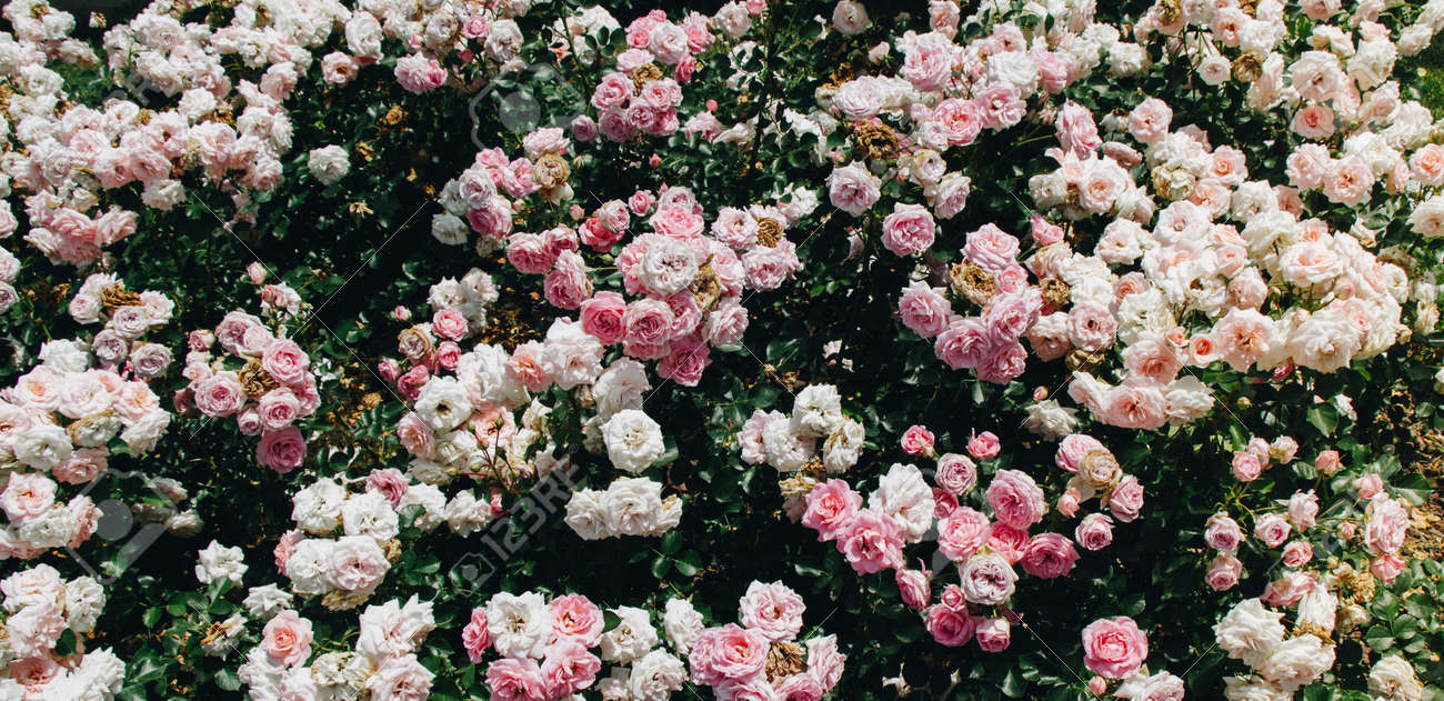 Blooming Beautiful Pink Roses As Floral Background Stock Photo, Picture and  Royalty Free Image. Image 150717988., image size:1300x631