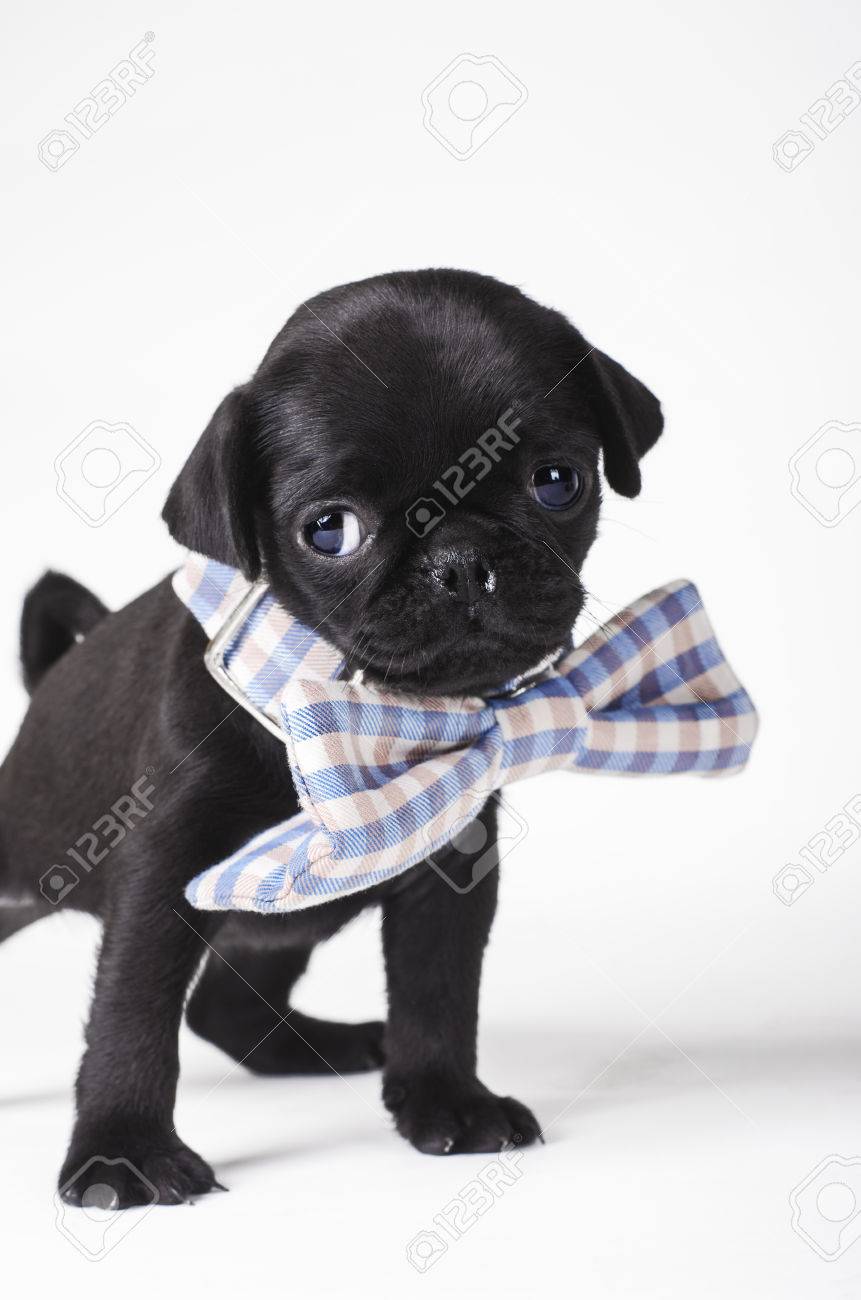 pug bow tie