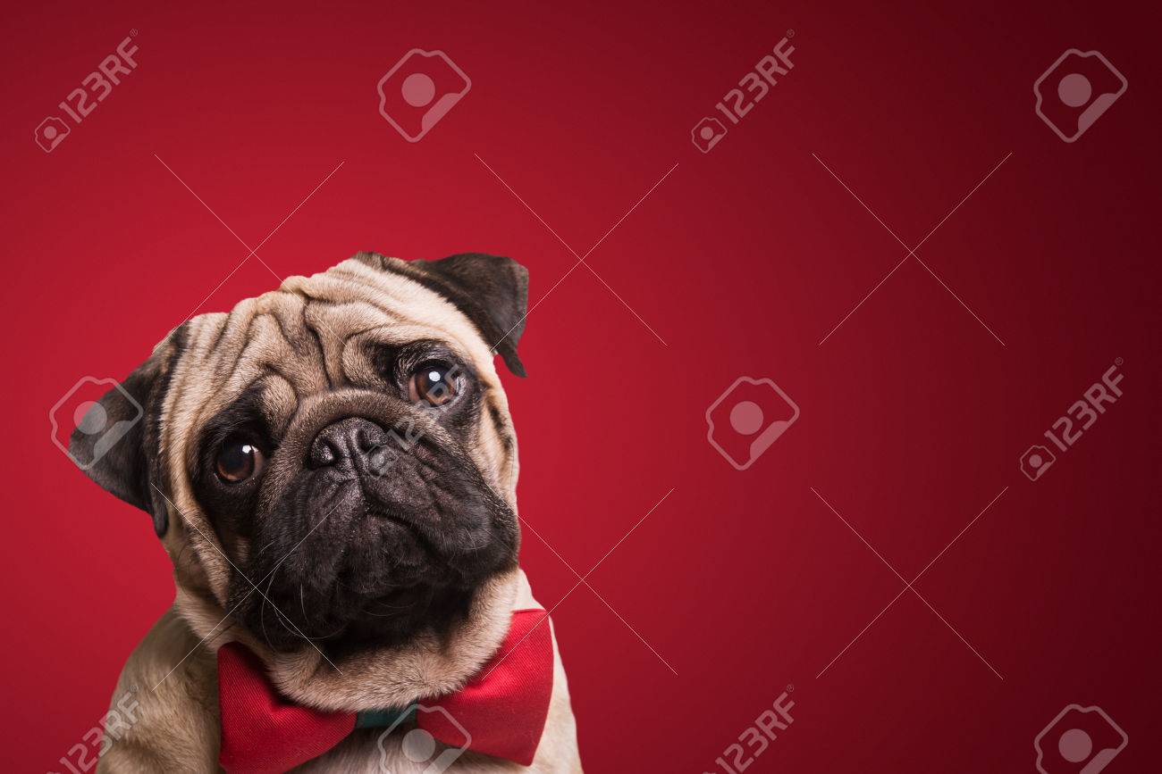 赤の背景にかわいいパグ子犬のショット の写真素材 画像素材 Image