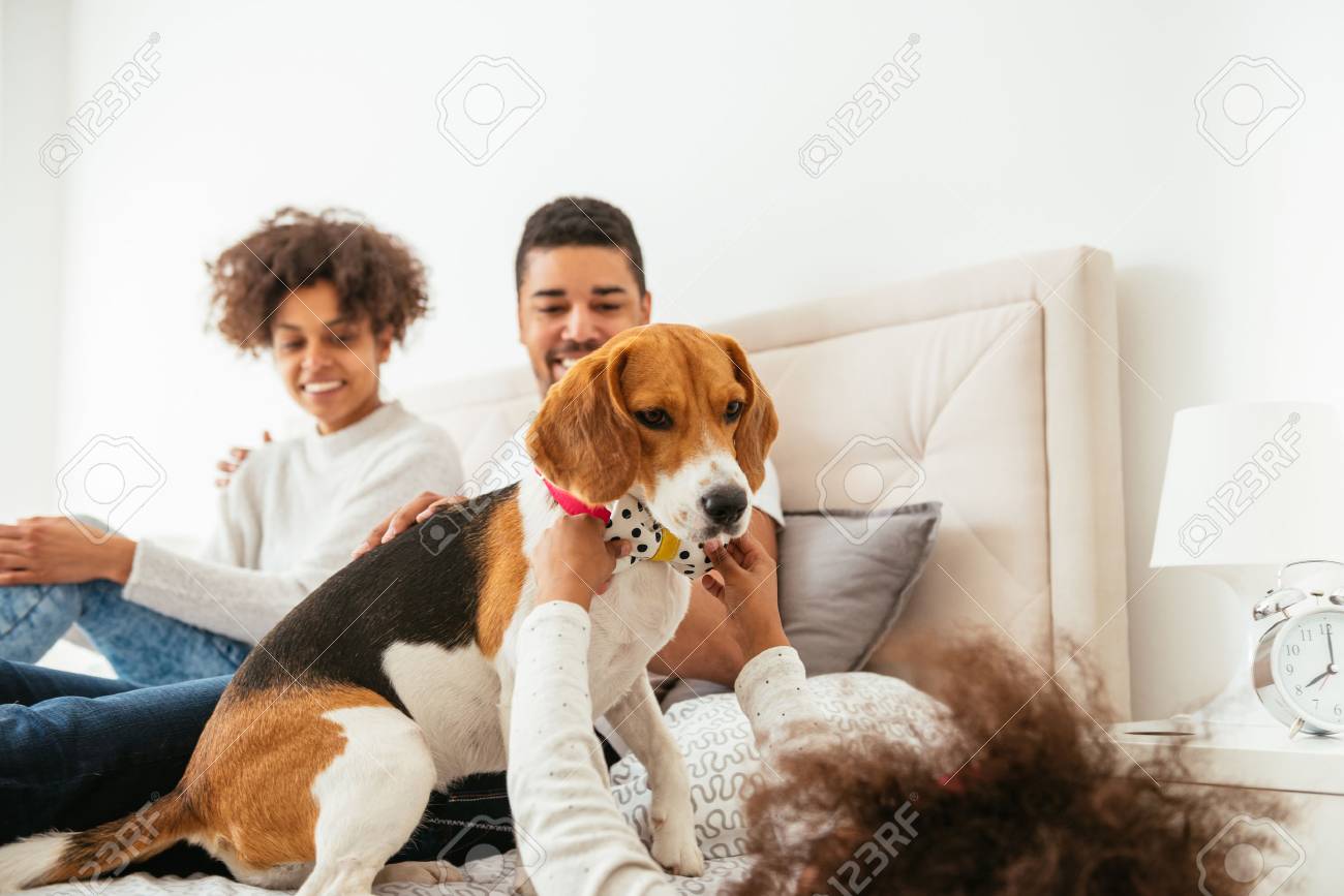 american family dog