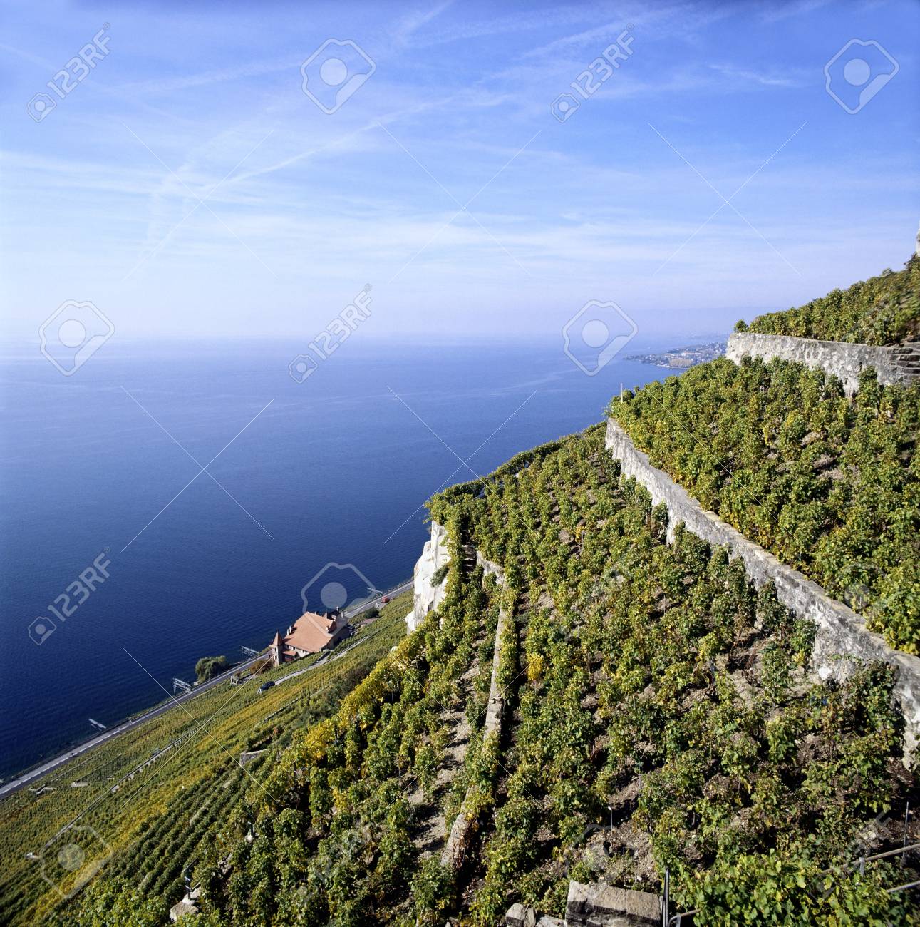 Vine Terrace By The Sea In Switzerland Stock Photo Picture And Royalty Free Image Image