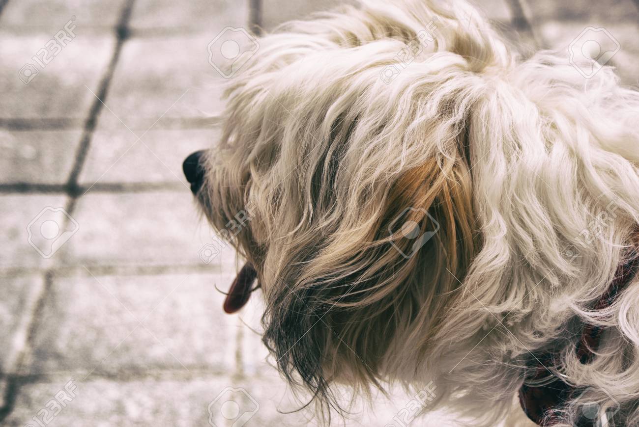 具体的な床で毛むくじゃらの犬の写真 の写真素材 画像素材 Image