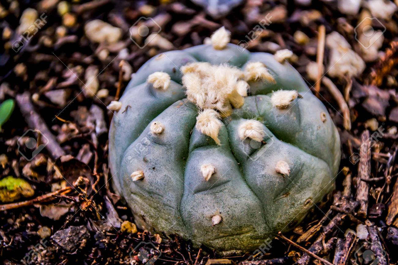 Resultado de imagen para planta peyote