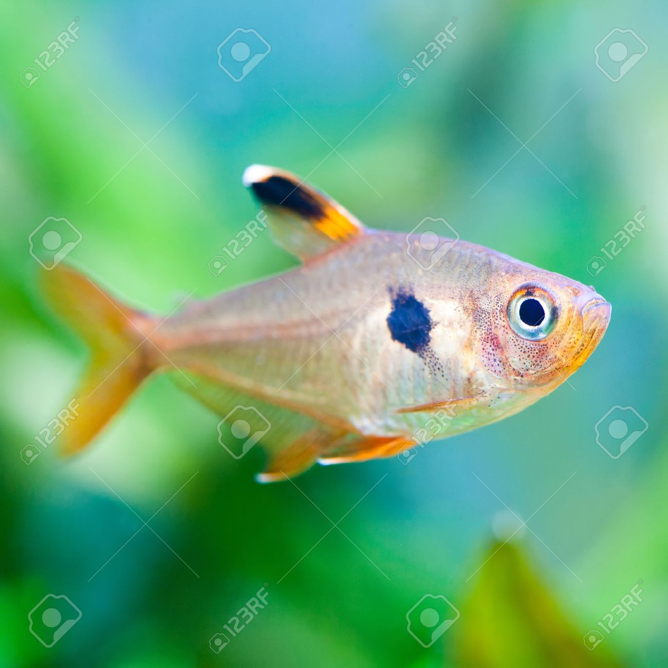 pesci tropicali per acquario d acqua dolce: piante acquario prato ... - Pesci Per Acquario D Acqua Dolce pesci tropicali per acquario d acqua dolce: piante acquario prato ... - Pesci Per Acquario D Acqua Dolce
