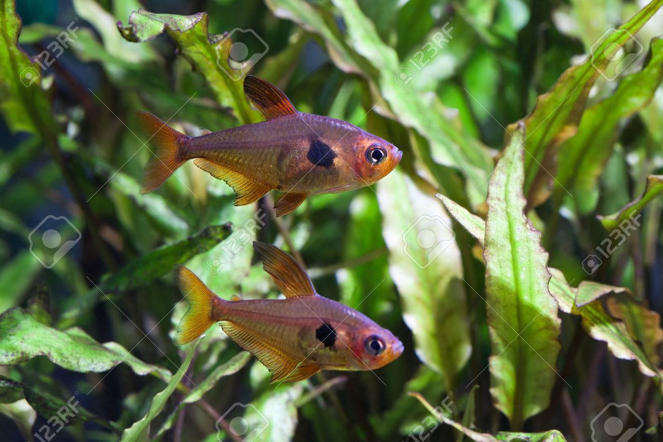 pesci tropicali per acquario d acqua dolce: ghiaia acquario acqua ... - Pesci Per Acquario D Acqua Dolce pesci tropicali per acquario d acqua dolce: ghiaia acquario acqua ... - Pesci Per Acquario D Acqua Dolce