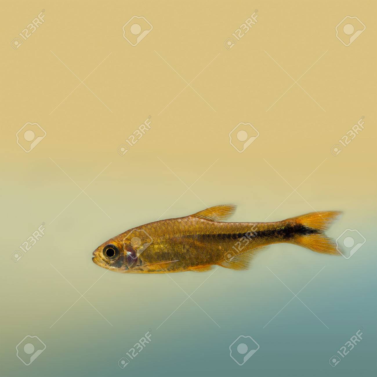 orange tetra fish