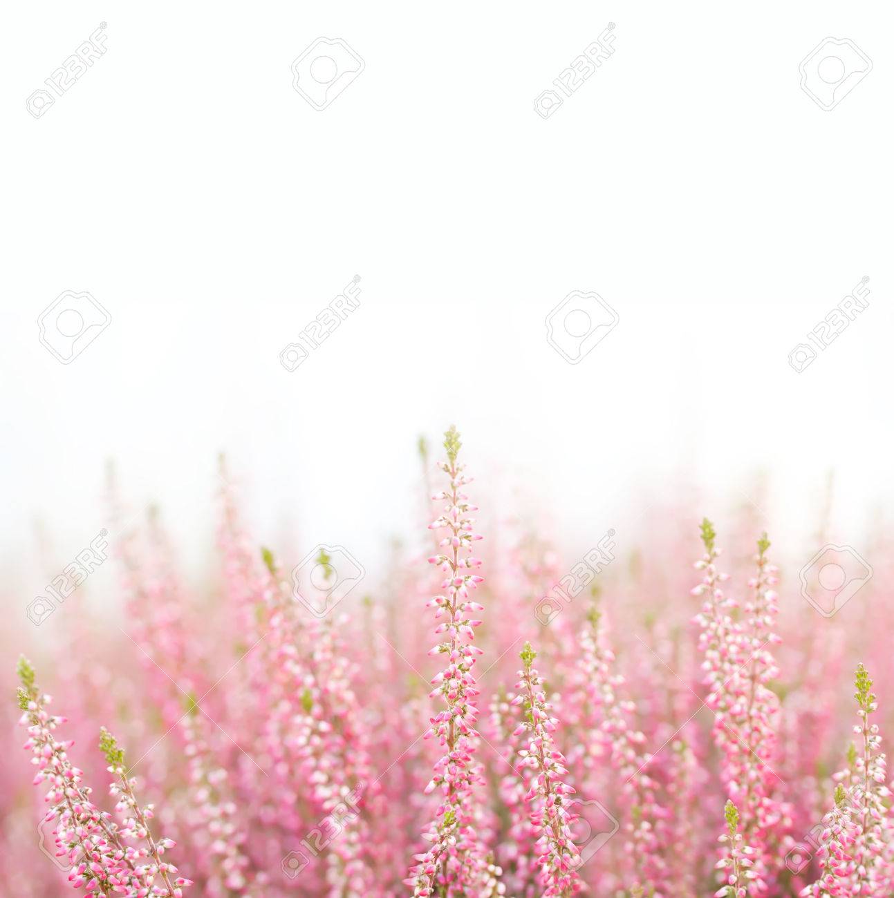 Violet Heather Flowers. Small Violet, Pink Flowers. White Background. Stock Photo, Picture And Royalty Free Image. Image 47100710.