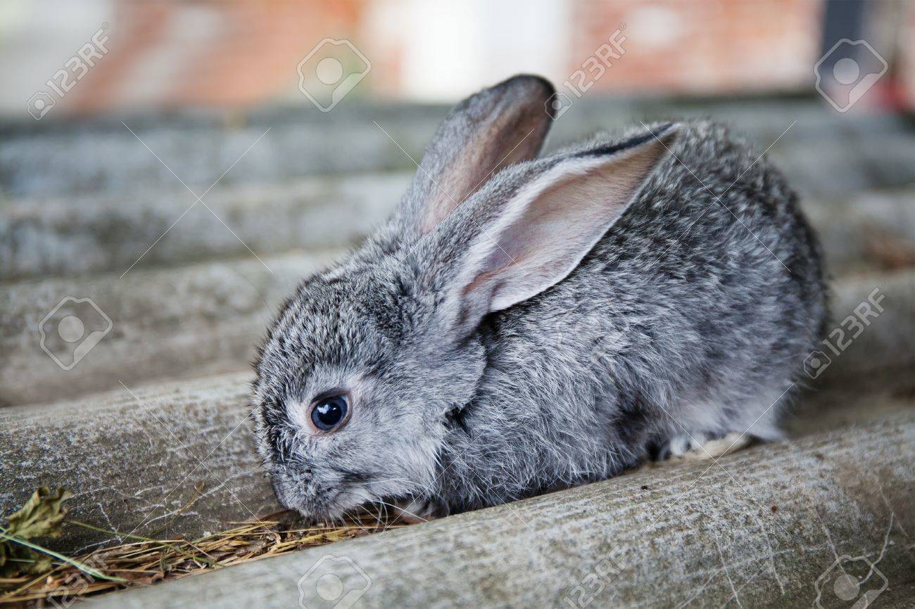 small cute rabbit funny