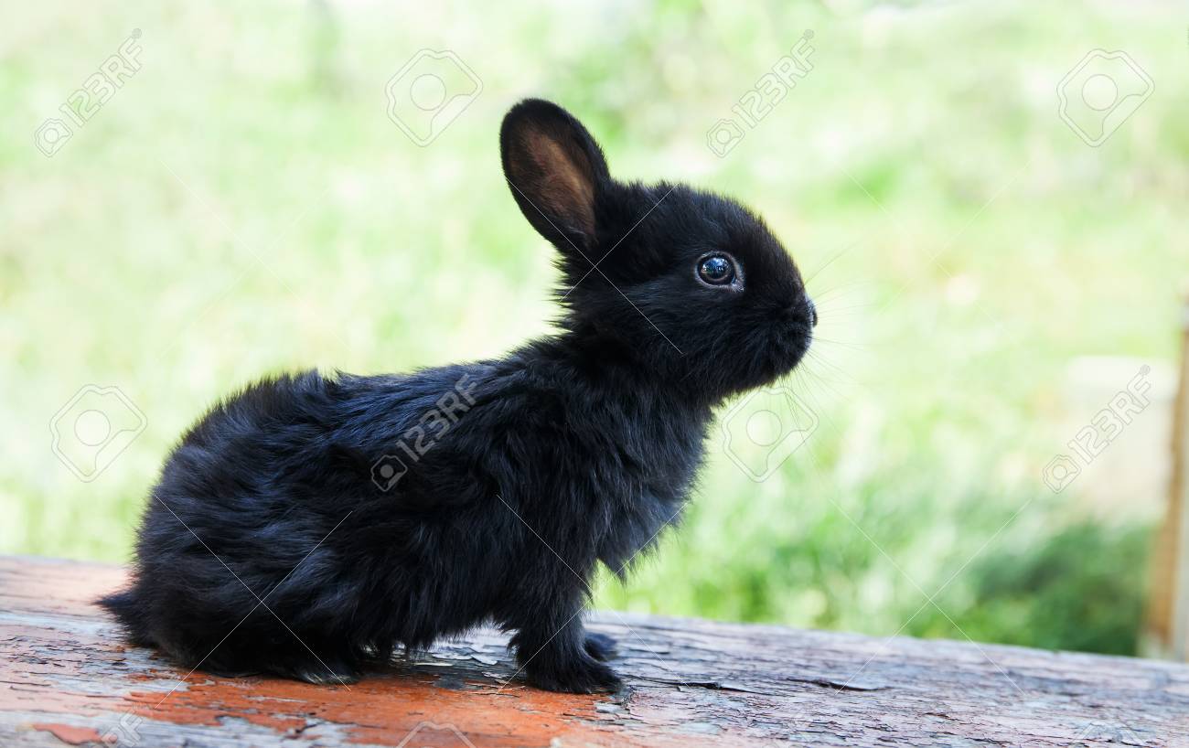 small black rabbit