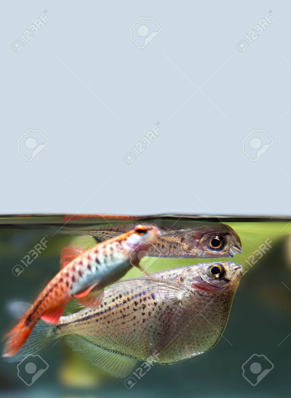 98 aquascaping with a