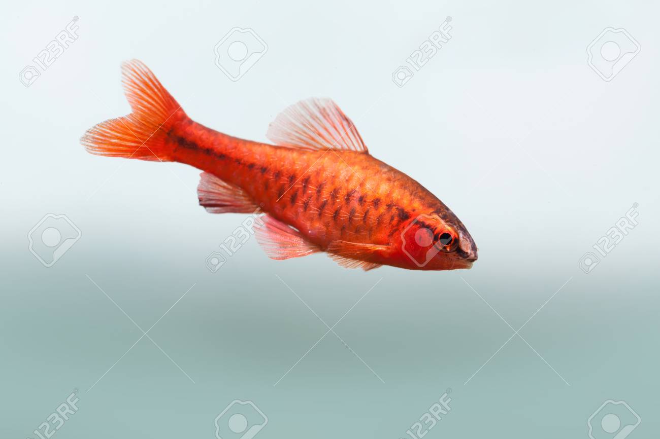 水中水族館静物シーン 赤い色熱帯魚バーブ プンティウス Titteya 柔らかい青い背景に泳ぐ 浅い被写し界深度 の写真素材 画像素材 Image