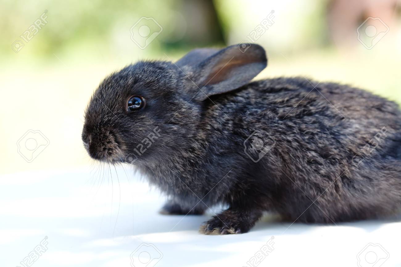 small black rabbit