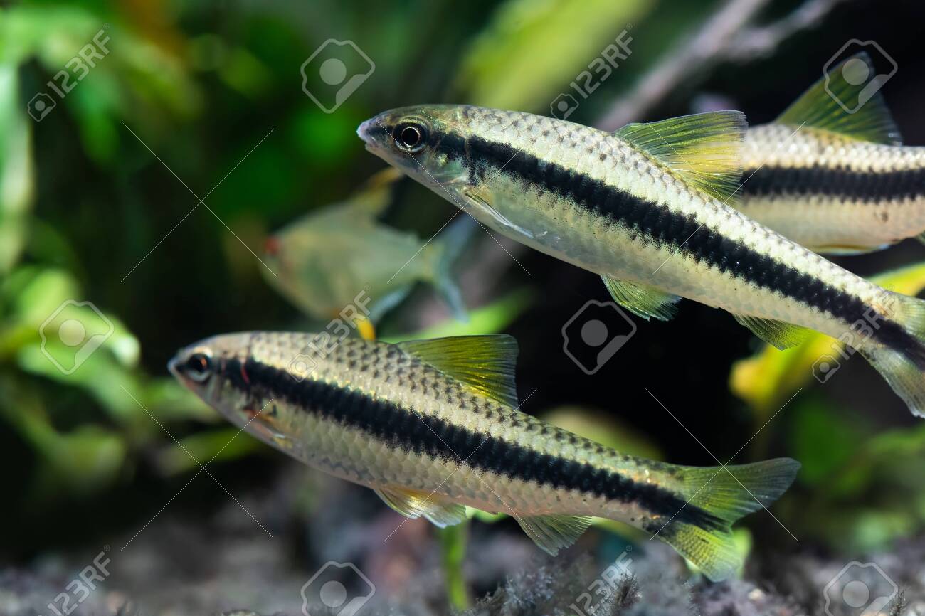 algae eater fishes