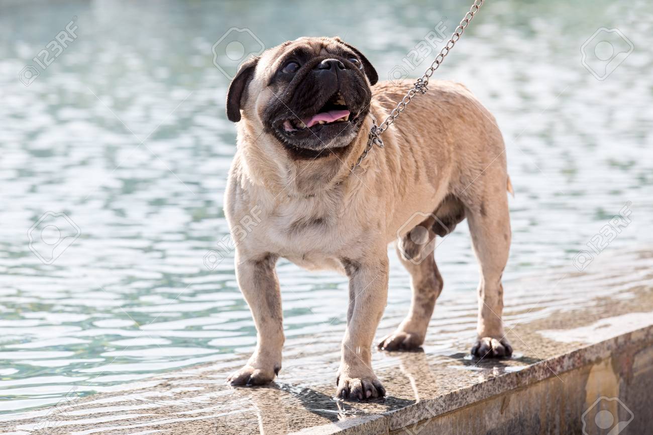 濡れた犬はリードに大理石の噴水のほとりにコストし 見上げます の写真素材 画像素材 Image 5522