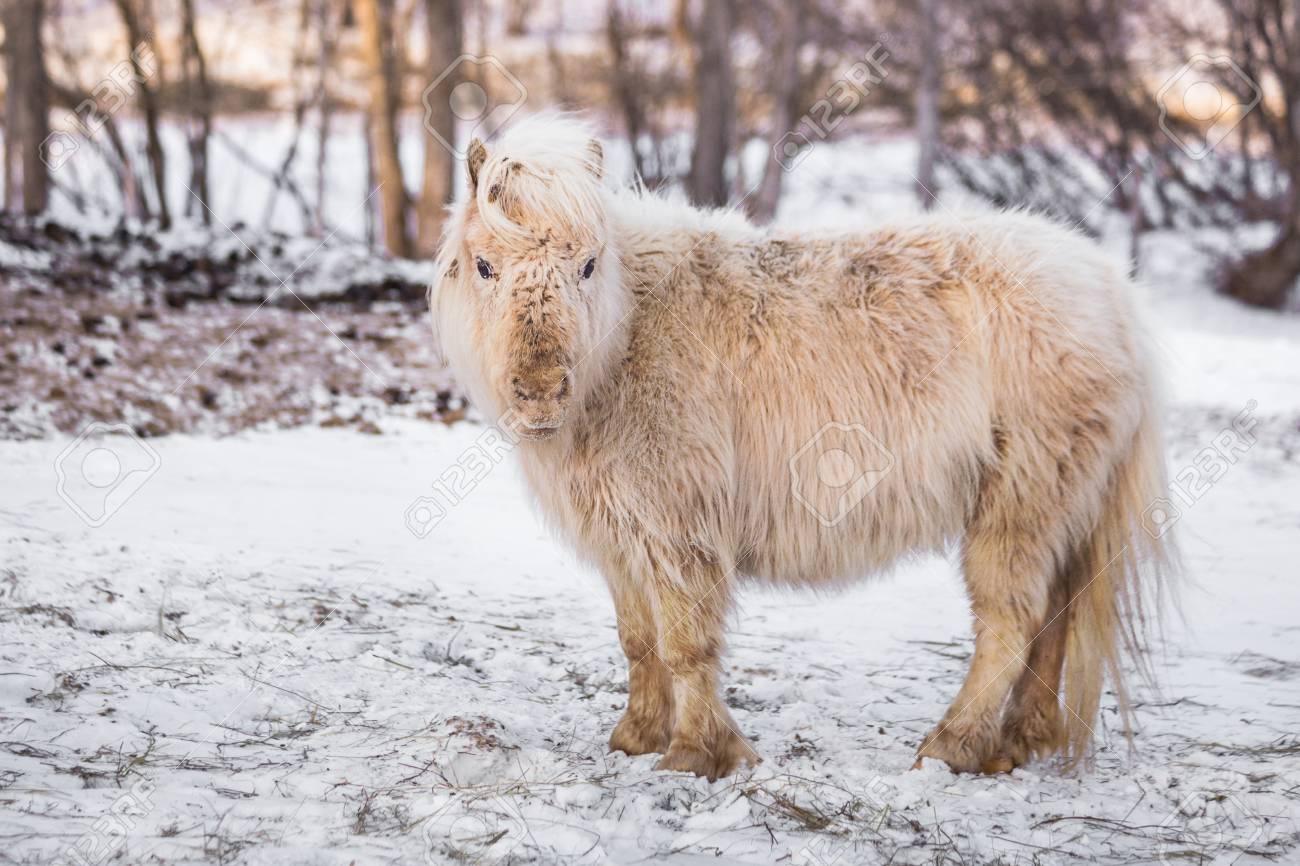 かわいい赤ちゃんポニー馬ファームによって屋外の雪のフィールドに の写真素材 画像素材 Image