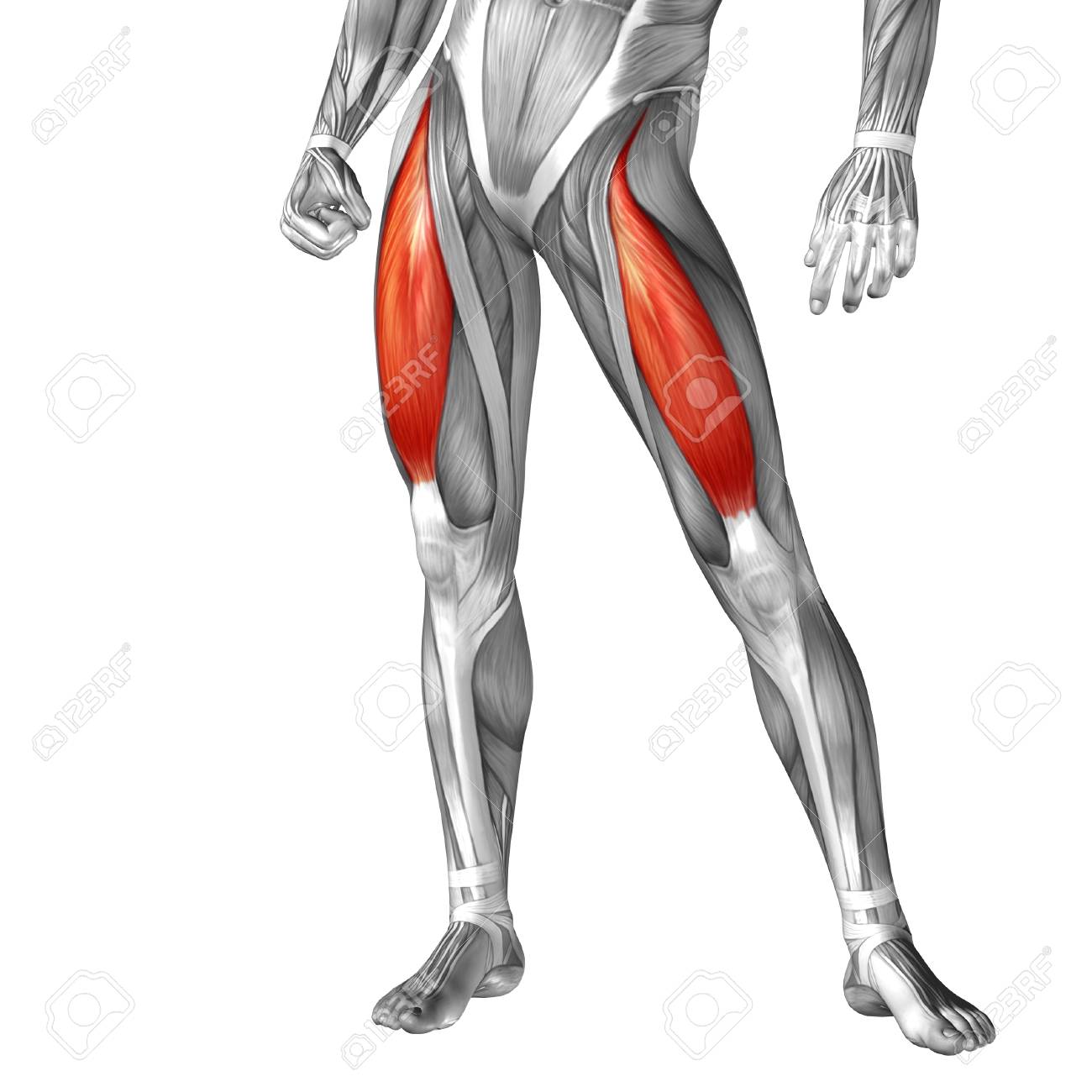 Conceptual 3d Human Front Upper Leg Muscle Anatomy Isolated On White Background Stock Photo Picture And Royalty Free Image Image 45005475