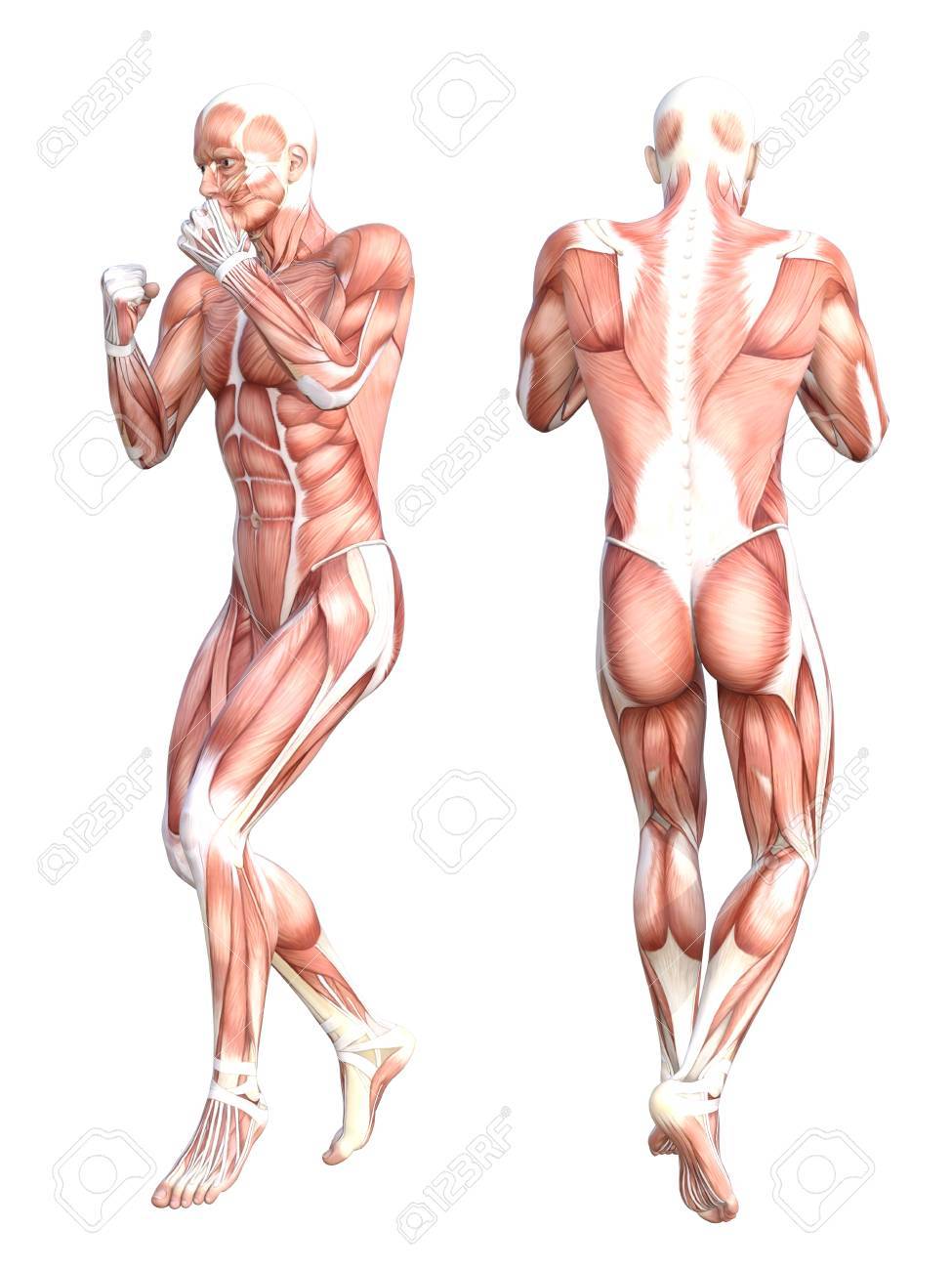 Conceptual Anatomy Healthy Skinless Human Body Muscle System Set Athletic Young Adult Man Posing For Education Fitness Sport Medicine Isolated On White Background Biology Science 3d Illustration Stock Photo Picture And Royalty