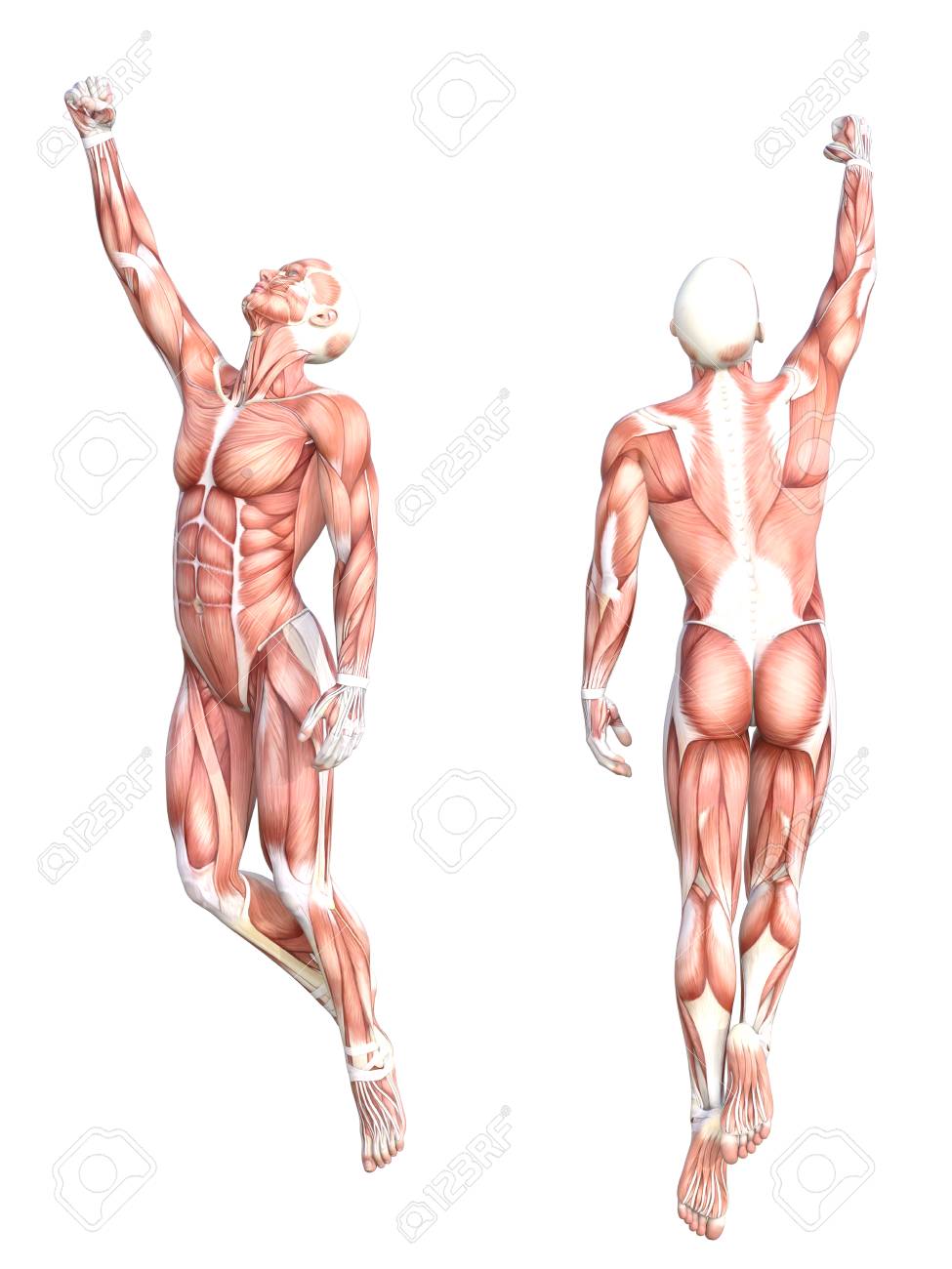 Conceptual anatomy healthy skinless human body muscle system set. Athletic young adult man posing for education, fitness sport, medicine isolated on white background. Biology science 3D illustration - 86906568 Conceptual anatomy healthy skinless human body muscle system set. Athletic young adult man posing for education, fitness sport, medicine isolated on white background. Biology science 3D illustration - 86906568