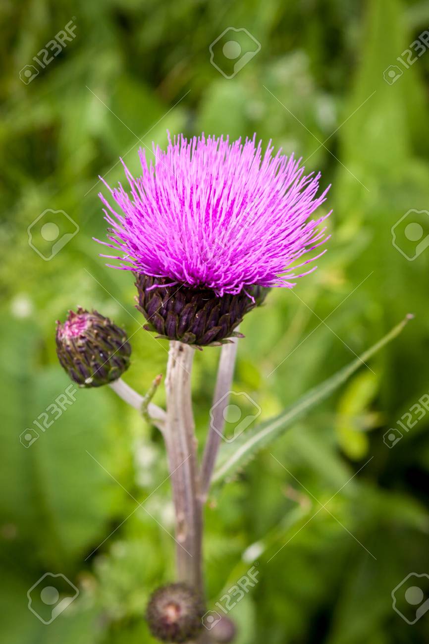 アザミの芽と夏の畑の花です シスルはスコットランドのシンボル の写真素材 画像素材 Image アザミの芽と夏の畑の花です シスルはスコットランドのシンボル の写真素材 画像素材 Image
