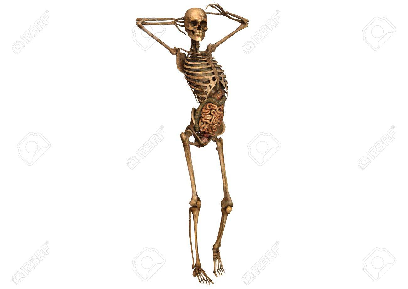 female skeleton with detailed