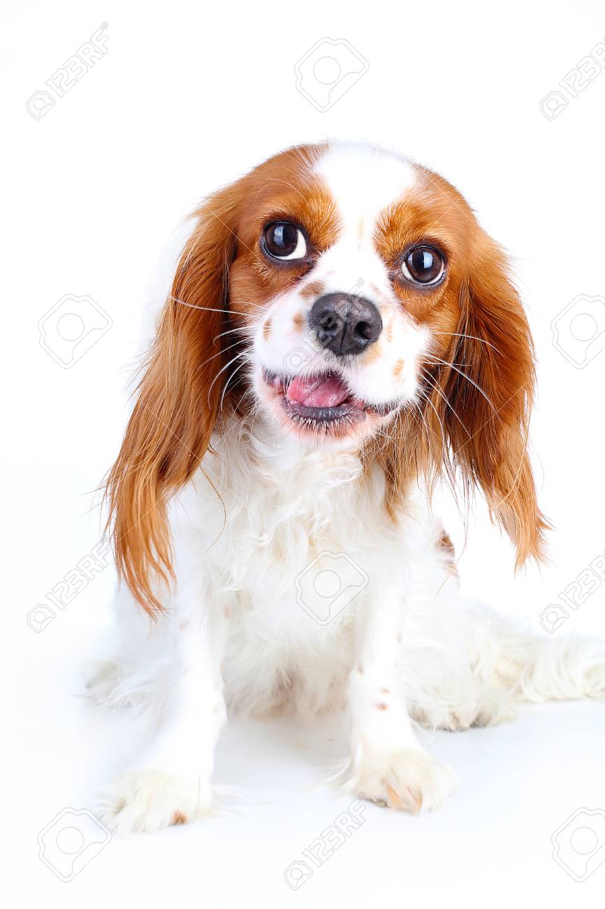 funny king charles cavalier pictures