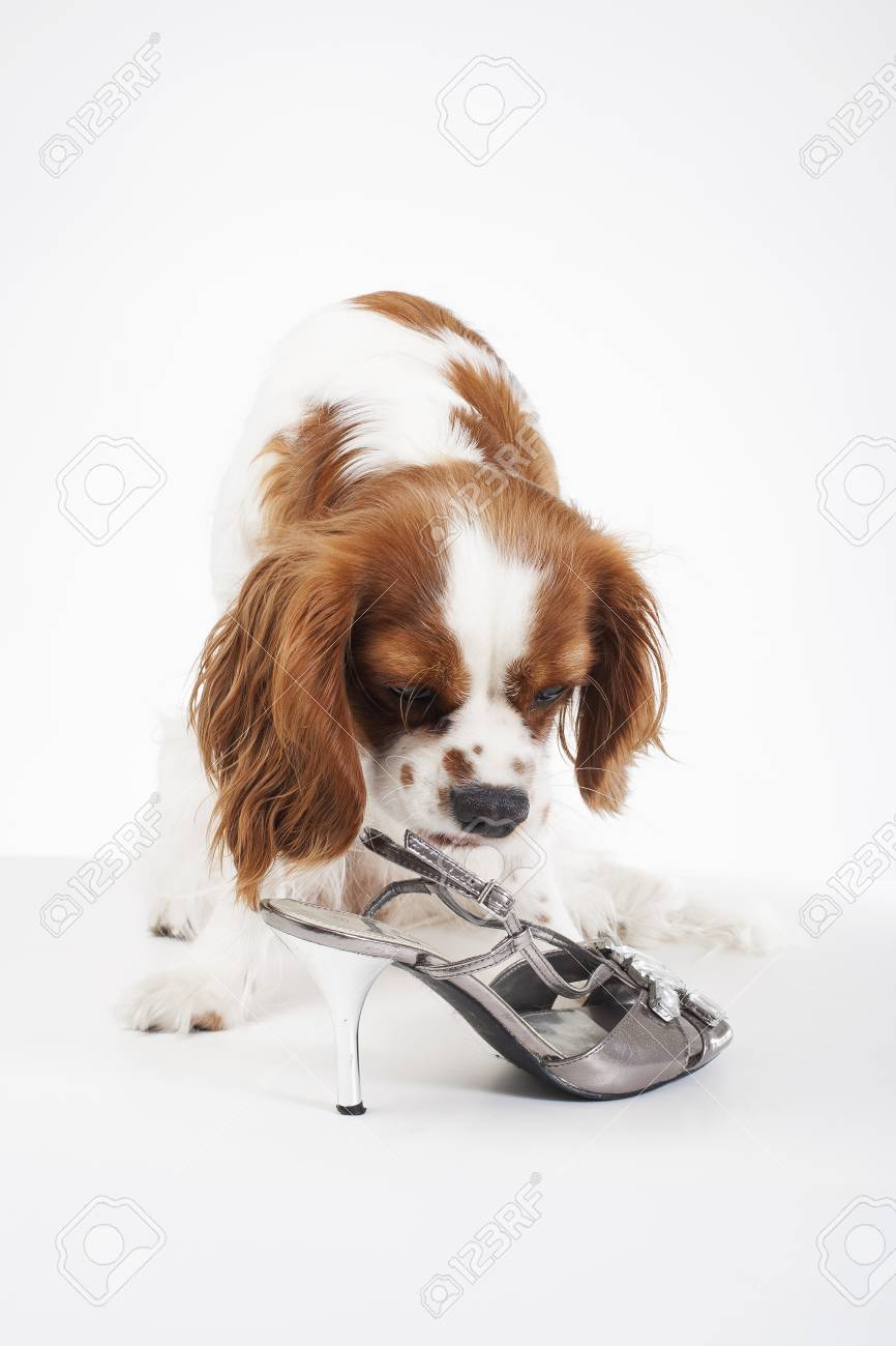 美しいフレンドリーなキャバリア キング チャールズ スパニエル犬 純血種の犬の訓練を受けた犬の子犬 ブレナム スパニエル犬子犬の靴 の写真素材 画像素材 Image