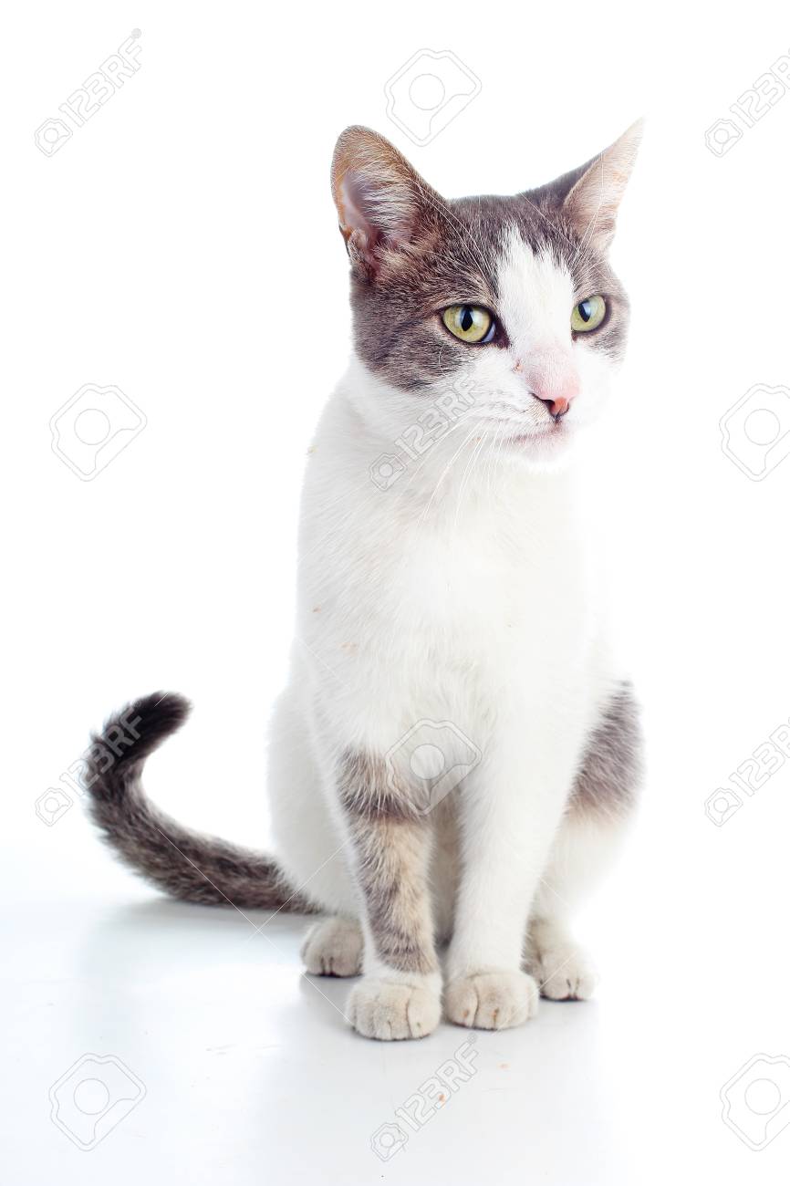Chat Domestique Sur Fond Blanc Isole Le Chat Isole Animal Chat Animal Beau Museau Blanc Animal Jeune Chat Blanc Belle Jeune Chat Blanc Studio Avec Des Yeux Beau Fond De Chat Domestique Sur Fond Blanc Isole Le Chat Isole Animal Chat Animal Beau Museau Blanc Animal Jeune Chat Blanc Belle Jeune Chat Blanc Studio Avec Des Yeux Beau Fond De