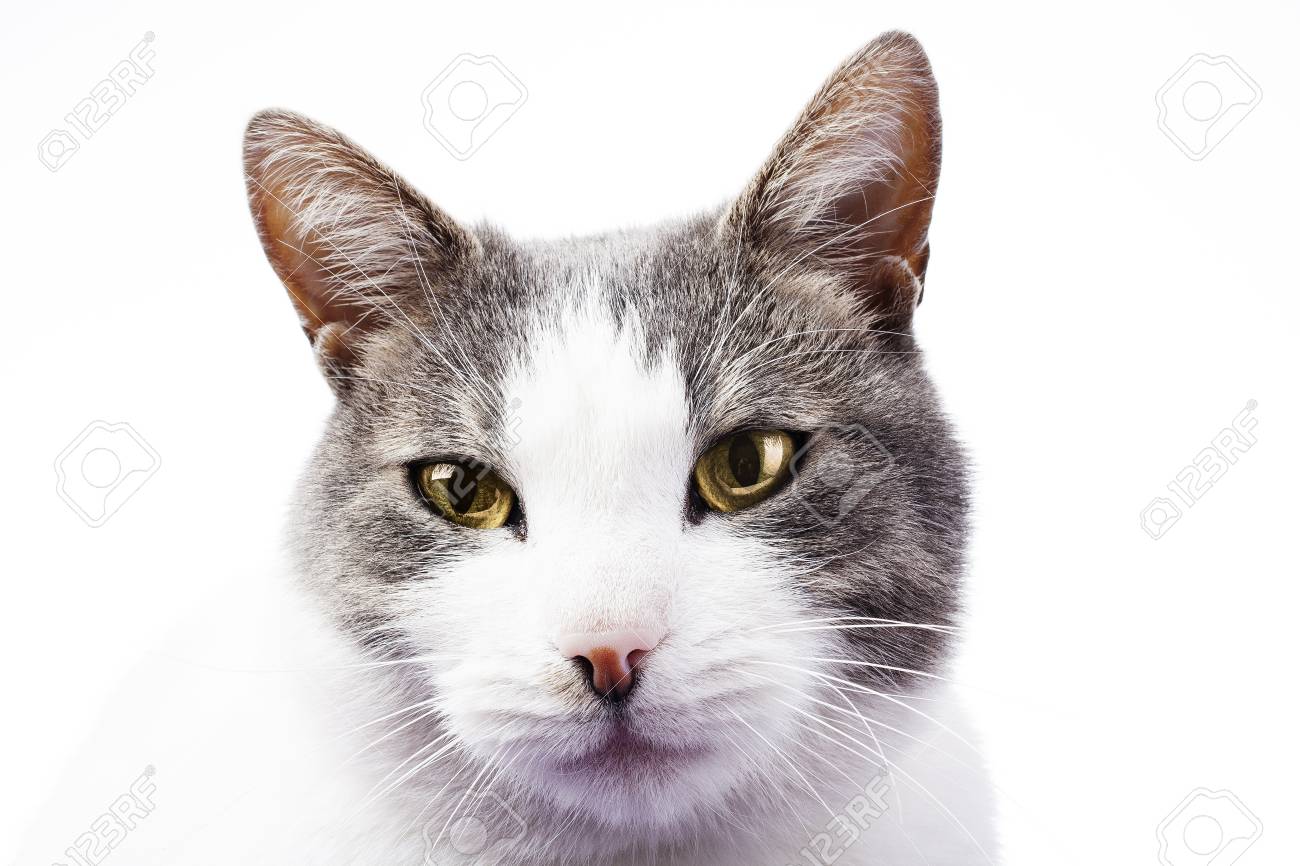 Fond De Couverture De Fond D Ecran Chat Hd Domestique Beau Chat Magnifique Sur Photo De Studio Blanc Isole Chat Avec De Beaux Yeux Couleur Des Yeux Jaunes Banque D Images Et Photos Libres