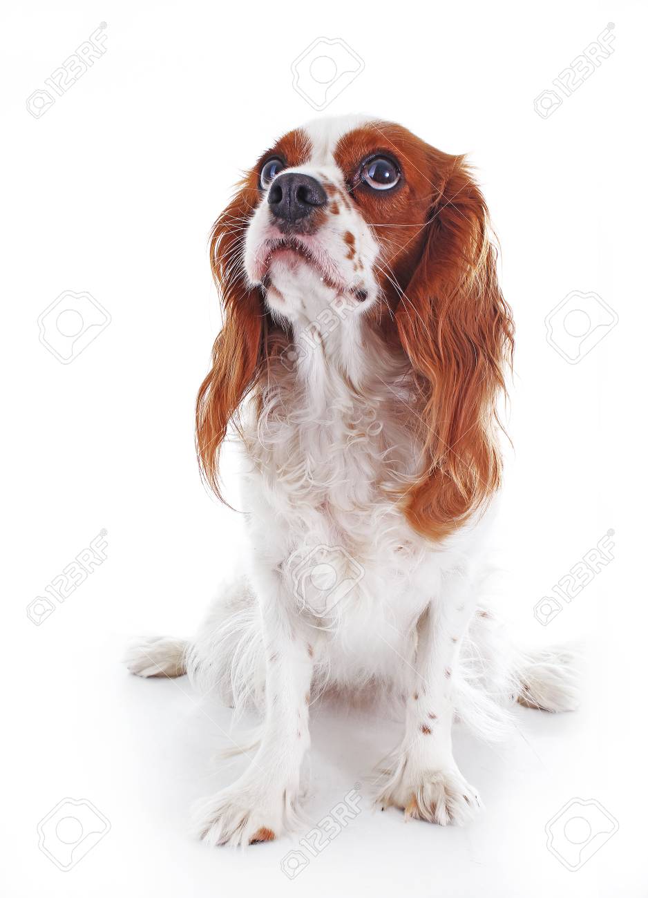 clever king charles spaniel