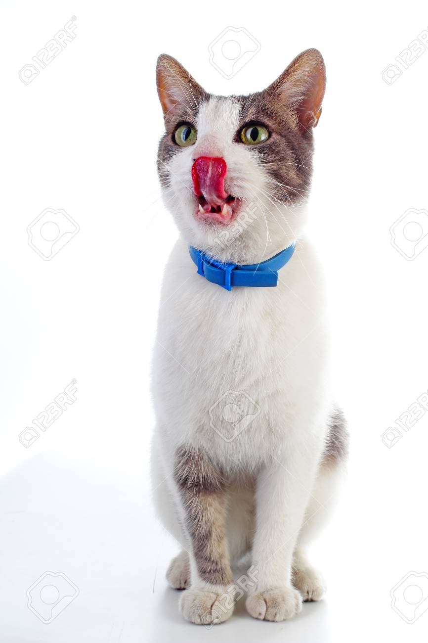 Chat Domestique Avec Collier Sur Fond Blanc Isole Chat Desirant De La Nourriture Chat Dresse Animal Mammifere Animalier Chaton Jeune Beau Chat Blanc Gris Sur Fond De Photo Studio Blanc Isole Banque