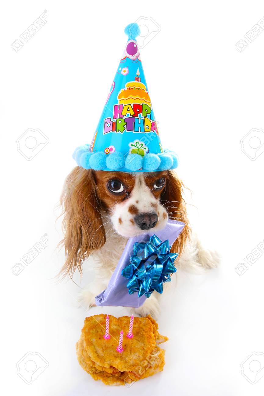 spaniel birthday cake