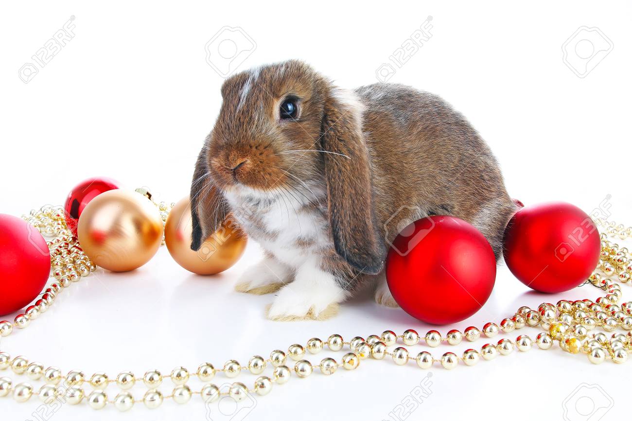 Christmas animals. Cute christmas rabbit. Rabbit bunny lop celebrate..