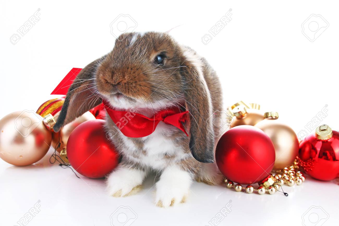Christmas animals. Cute christmas rabbit. Rabbit bunny lop celebrate..