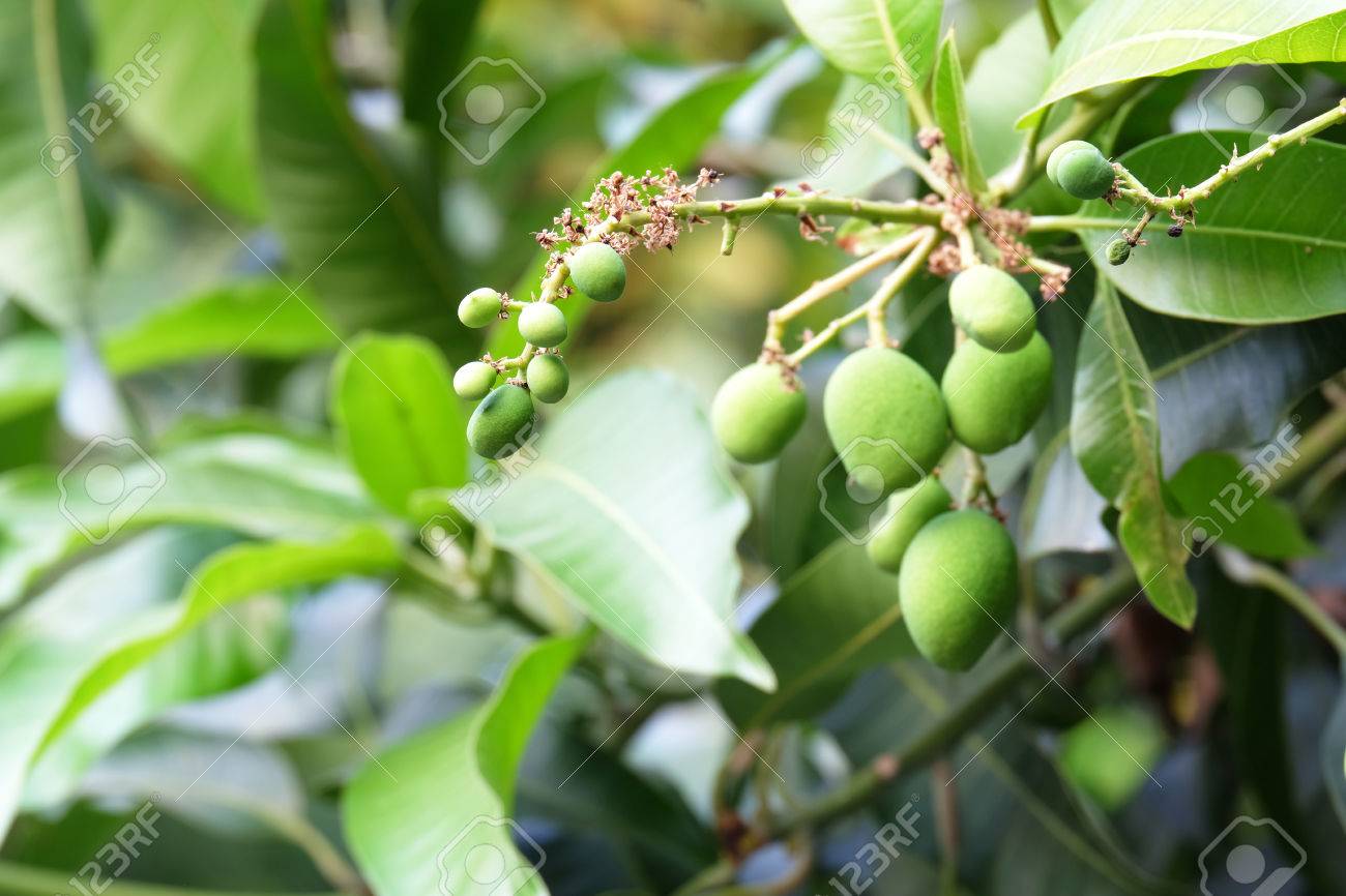 Mango Bebe En La Punta De La Rama Izquierda Con Los Demas En El Arbol De Mango En El Jardin De La Fruta Fotos Retratos Imagenes Y Fotografia De Archivo Libres De Mango Bebe En La Punta De La Rama Izquierda Con Los Demas En El Arbol De Mango En El Jardin De La Fruta Fotos Retratos Imagenes Y Fotografia De Archivo Libres De