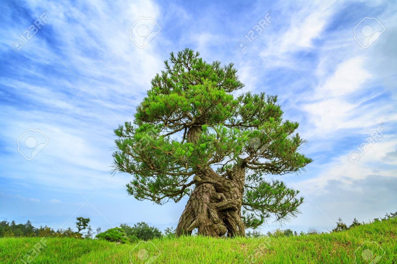 松の木の成木 【公式通販】