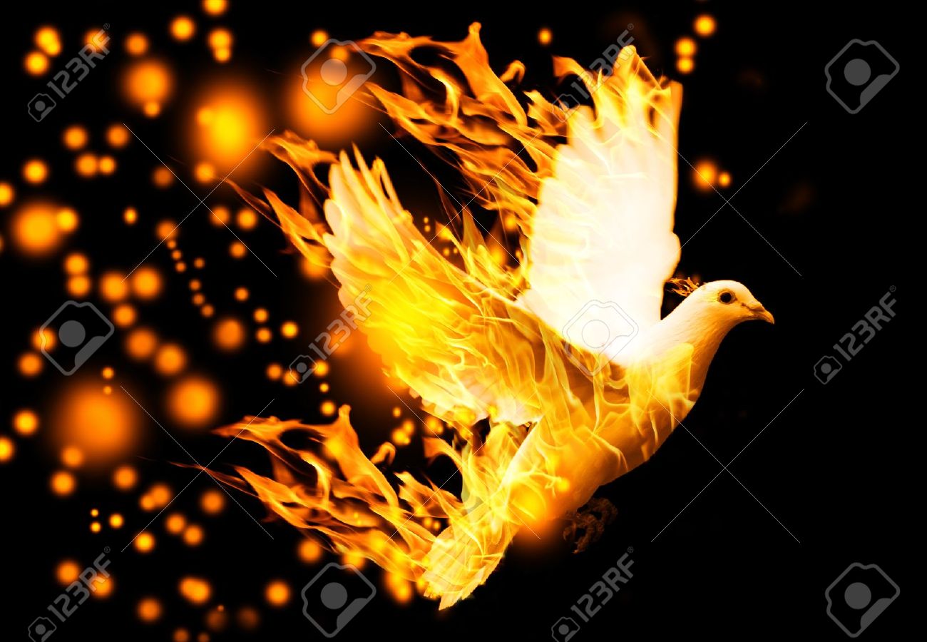 flying dove on fire, on black background - 19620388 flying dove on fire, on black background - 19620388
