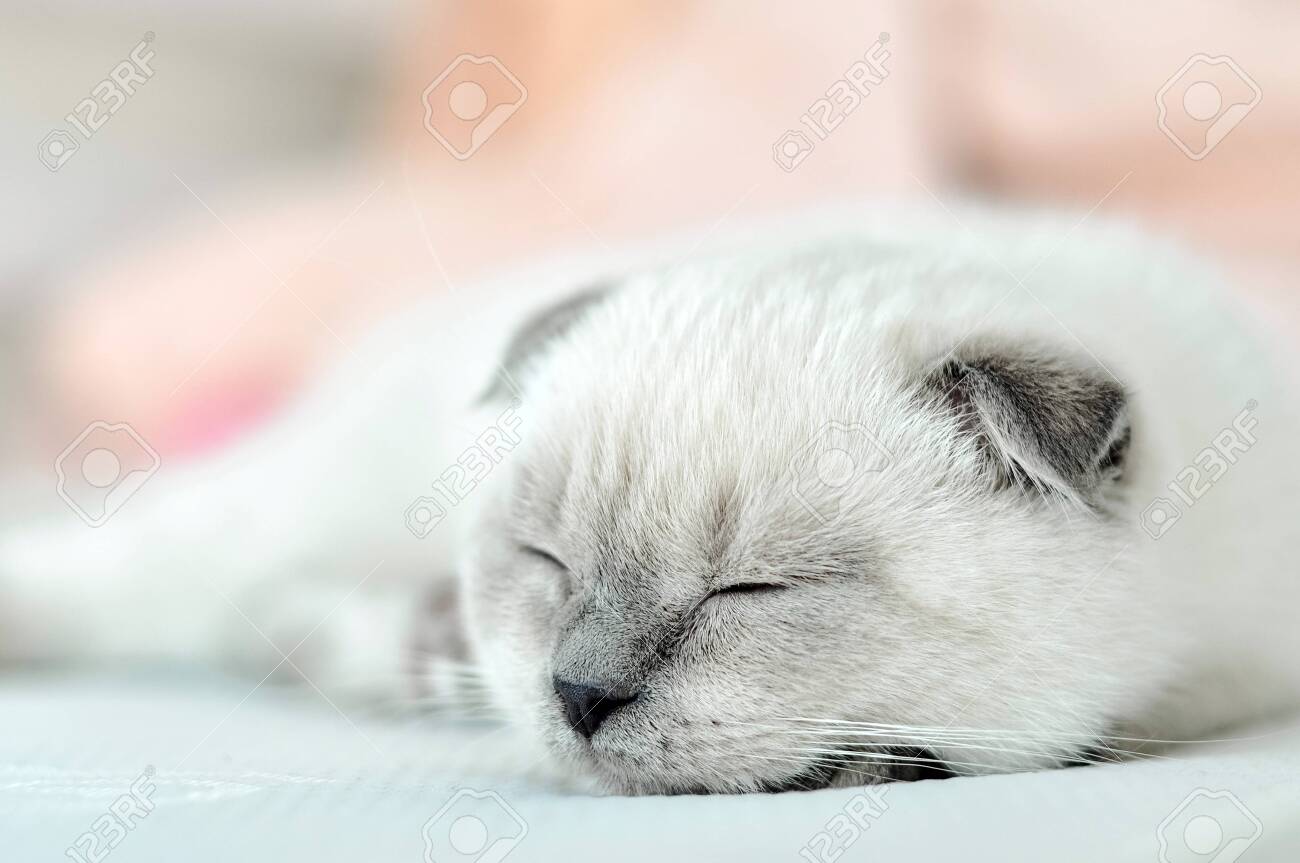 White Scottish Fold Domestic Cat Sleeping In White Bed Beautiful