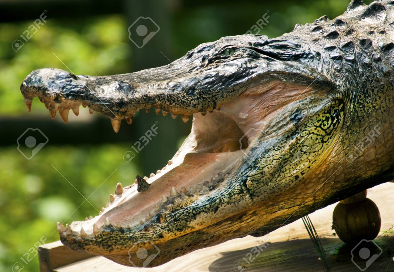 cocodrilo de peluche