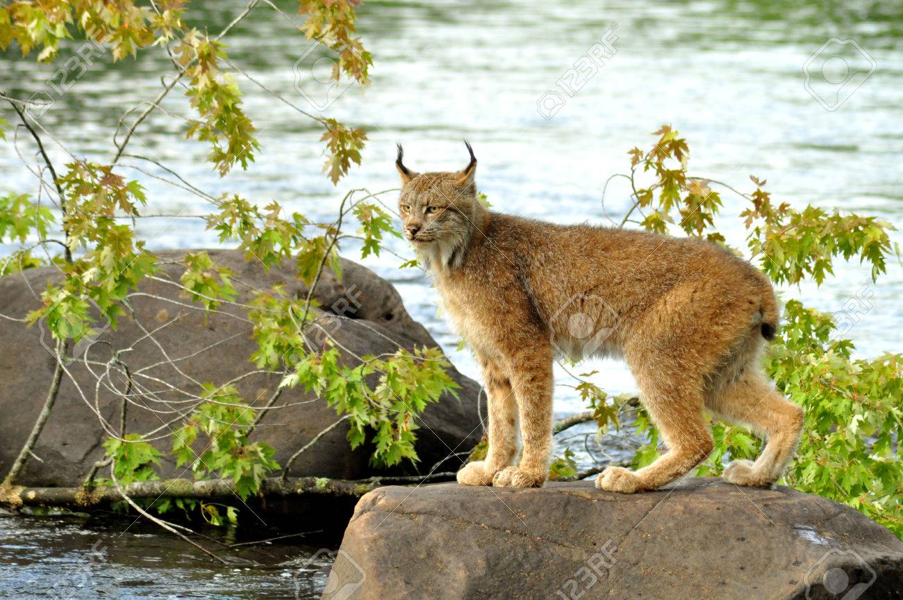 Close-up of an adult Lynx near water. 