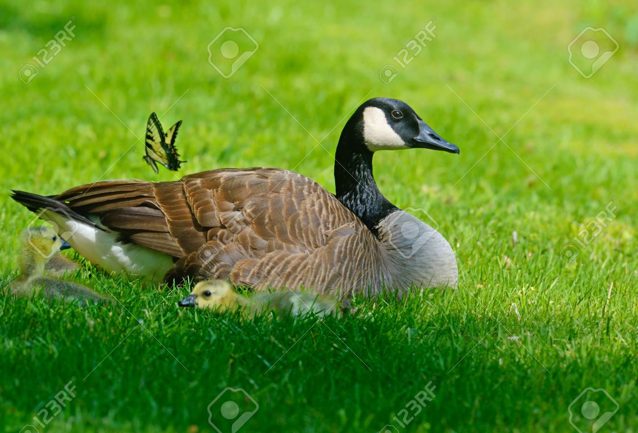 マザーグース カナダ赤ちゃんと蝶 の写真素材 画像素材 Image