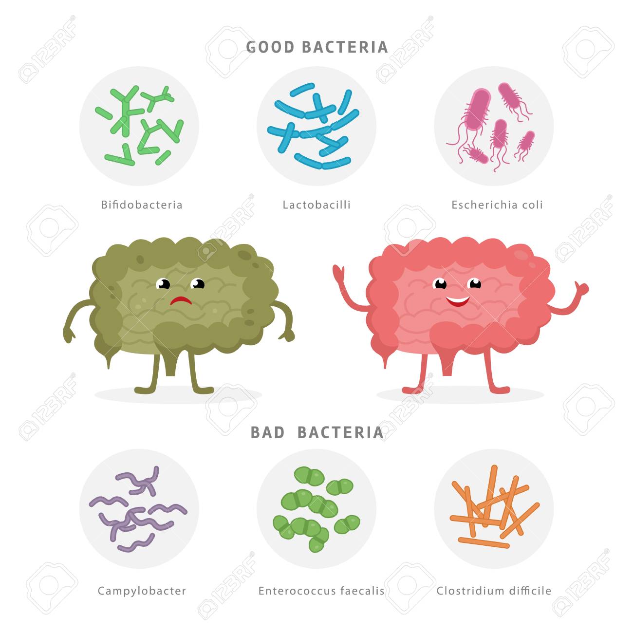 Good Bacteria And Bad Bacteria In Human Intestines. Bifidobacteria,  Lactobacilli, Escherichia Coli, Campylobacter, Enterococcus Faecalis,  Clostridium Difficile With Human Silhouette Isolated On White. Stock Photo,  Picture and Royalty Free Image. Image ..., image size:1300x1300