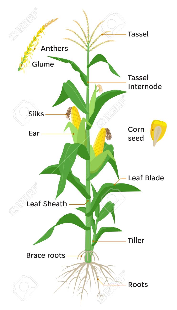 Maize Plant Diagram Infographic Elements With The Parts Of Corn Royalty Free Cliparts Vectors And Stock Illustration Image 125985796