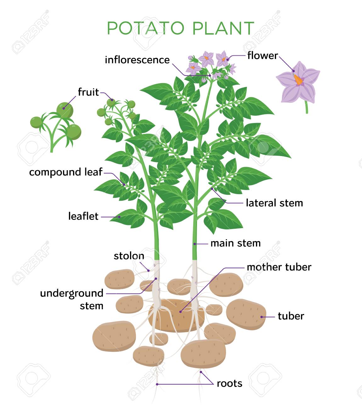 Potato Plant Vector Illustration In Flat Design. Potato Growth Diagram With  Parts Of Plant, Tubers, Stem, Roots, Flowers, Seeds Isolated On White  Background Клипарты, SVG, векторы, и Набор Иллюстраций Без Оплаты  Отчислений.
