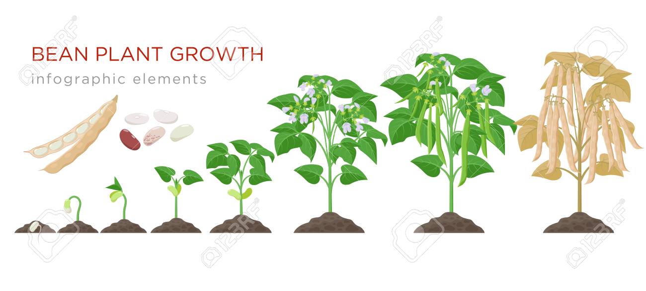 Bean Plant Growth Stages Infographic Elements In Flat Design Royalty Free Cliparts Vectors And Stock Illustration Image 124762686