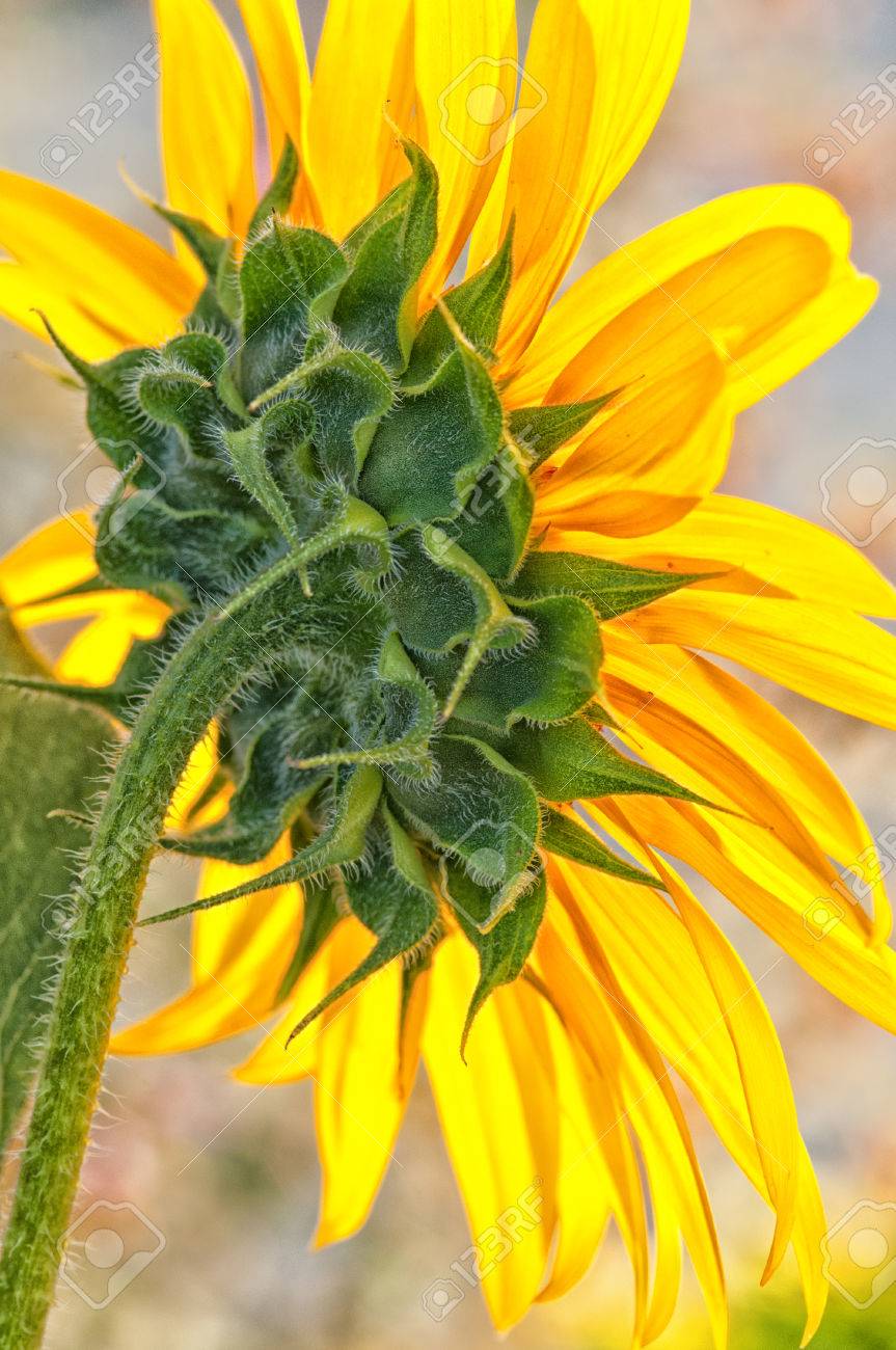 とげのある茎と黄色のヒマワリの裏面のクローズ アップ の写真素材 画像素材 Image